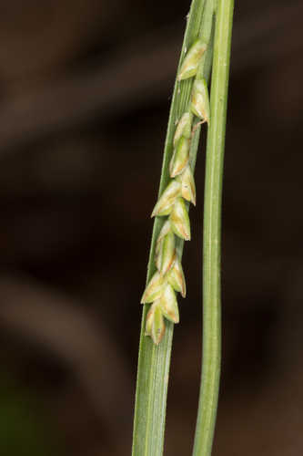 Carex biltmoreana #7